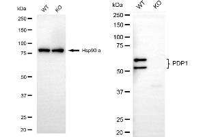 Western blotting analysis using PDP1 antibody (ABIN7800084).