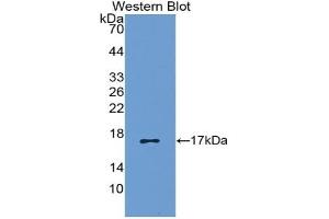 Detection of Recombinant RANTES, Canine using Polyclonal Antibody to Regulated On Activation In Normal T-Cell Expressed And Secreted (RANTES) (CCL5 anticorps  (AA 24-91))