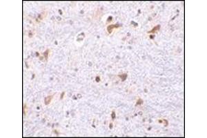 Immunohistochemistry of PDCD4 in mouse brain tissue with this product at 2. (PDCD4 anticorps  (C-Term))
