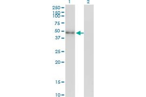 NEUROD2 anticorps  (AA 266-375)