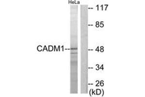 Western blot analysis of extracts from HeLa cells, using CADM1 Antibody. (CADM1 anticorps  (AA 393-442))