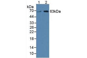 Western blot analysis of (1) Human HeLa cells and (2) Human 293T Cells. (SPTLC3 anticorps  (AA 80-563))