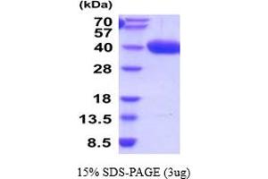 SDS-PAGE (SDS) image for alpha-2-Glycoprotein 1, Zinc-Binding (AZGP1) (AA 21-298) protein (His tag) (ABIN5854487)