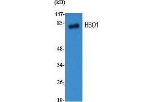 Western Blot (WB) analysis of specific cells using HBO1 Polyclonal Antibody. (MYST2 anticorps  (Internal Region))