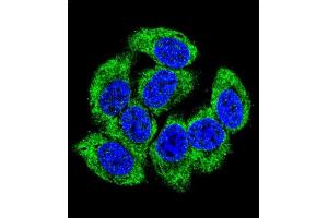 Confocal immunofluorescent analysis of GCLM Antibody (C-term) (ABIN653046 and ABIN2842657) with 293 cell followed by Alexa Fluor 488-conjugated goat anti-rabbit lgG (green). (GCLM anticorps  (C-Term))
