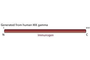 Image no. 2 for anti-Inhibitor of kappa Light Polypeptide Gene Enhancer in B-Cells, Kinase gamma (IKBKG) antibody (ABIN967646)