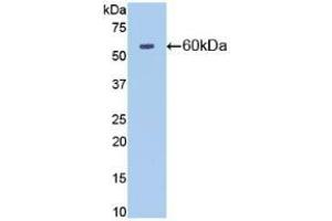 Detection of Recombinant NT5E, Mouse using Polyclonal Antibody to Cluster Of Differentiation 73 (CD73) (CD73 anticorps  (AA 29-550))