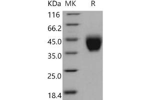 Western Blotting (WB) image for Coagulation Factor III (thromboplastin, Tissue Factor) (F3) (Active) protein (His tag) (ABIN7195150)