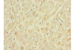 Immunohistochemistry of paraffin-embedded human heart tissue using ABIN7159469 at dilution of 1:100 (MPPED1 anticorps  (AA 1-326))