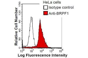 anti-Bromodomain and PHD Finger Containing, 1 (BRPF1) antibody
