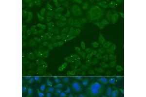 Immunofluorescence analysis of U2OS cells using B3GALNT1 Polyclonal Antibody at dilution of 1:100. (B3GALNT1 anticorps)