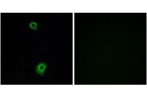 Immunofluorescence (IF) image for anti-Serotonin Receptor 1B (HTR1B) (AA 261-310) antibody (ABIN2890744) (5HT1B Receptor anticorps  (AA 261-310))