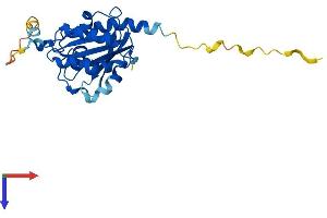 AlphaFold protein structure predicition of Human Recombinant RAB20 Protein, UniprotID Q9NX57