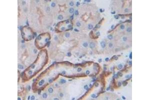 IHC-P analysis of Kidney tissue, with DAB staining. (JAM3 anticorps  (AA 30-241))