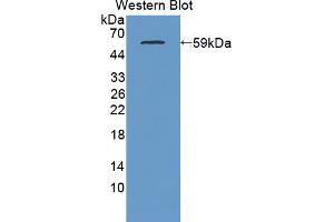 Figure. (C1QTNF1 anticorps  (AA 26-281))