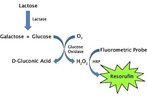 Lactose assay principle (Lactose Assay Kit)