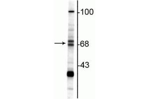 Western blot of rat hippocampal lysate showing specific immunolabeling of the ~68/70 kDa ChAT. (Choline Acetyltransferase anticorps)
