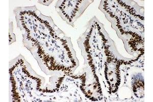 IHC-P: Nucleophosmin antibody testing of mouse intestine tissue (NPM1 anticorps  (AA 1-294))