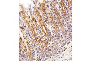 Immunohistochemical analysis of paraffin-embedded M.