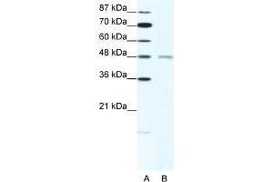 WB Suggested Anti-CHRND Antibody   Titration: 2. (CHRND anticorps  (N-Term))