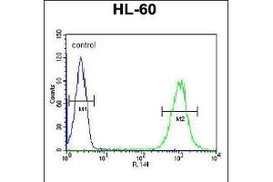 Flow cytometric analysis of HL-60 cells (right histogram) compared to a negative control cell (left histogram). (C1orf38 anticorps  (C-Term))