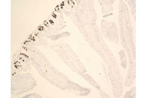 Immunohistochemistry (IHC) image for BrdU IHC Kit (ABIN955804) (BrdU IHC Kit)