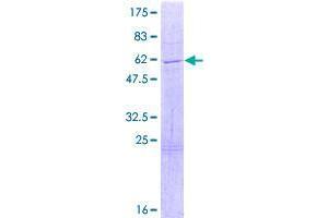 Image no. 1 for COP9 Signalosome Complex Subunit 7a (COPS7A) (AA 1-275) protein (GST tag) (ABIN1350065)