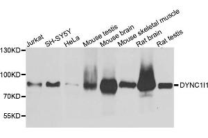 Western blot analysis of extracts of various cell lines, using DYNC1I1 antibody. (DYNC1I1 anticorps)