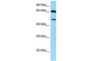 Image no. 1 for anti-Arginine Vasopressin Receptor 1B (AVPR1B) (AA 271-320) antibody (ABIN6748241) (AVPR1B anticorps  (AA 271-320))