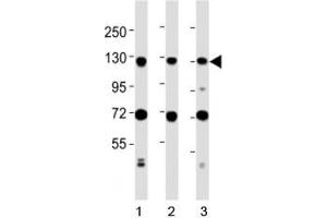Western blot testing of MCM2 antibody at 1:2000 dilution.