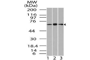 Image no. 1 for anti-Guanylate Binding Protein 1, Interferon-Inducible (GBP1) (AA 200-592) antibody (ABIN5027216) (GBP1 anticorps  (AA 200-592))