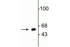 Western blot of HeLa cell lysate showing specific immunolabeling of the ~ 60 kDa mitochondrial protein.