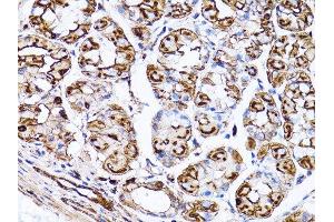 Immunohistochemistry of paraffin-embedded rat heart using β-actin antibody. (beta Actin anticorps)