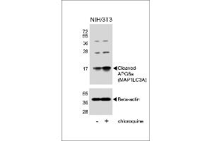 Western blot analysis of lysates from NIH/3T3 cells, untreated or treated with chloroquine, using Cleaved-G8a (M1LC3A)(R)(upper) or Beta-actin (lower).
