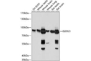 Western blot analysis of extracts of various cell lines, using GLB1L3 antibody (ABIN7267334) at 1:1000 dilution.