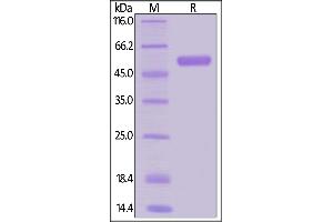 Human RANK, Mouse IgG2a Fc Tag, low endotoxin on  under reducing (R) condition.