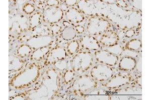 Image no. 1 for anti-Nuclear Receptor Coactivator 4 (NCOA4) (AA 505-615) antibody (ABIN599026) (NCOA4 anticorps  (AA 505-615))