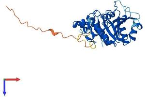 AlphaFold protein structure predicition of Mouse Recombinant Gtpbp8 Protein, UniprotID Q9CY28