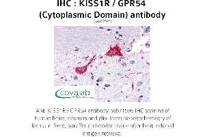 Image no. 1 for anti-KISS1 Receptor (KISS1R) (3rd Cytoplasmic Domain) antibody (ABIN1736237) (KISS1R anticorps  (3rd Cytoplasmic Domain))