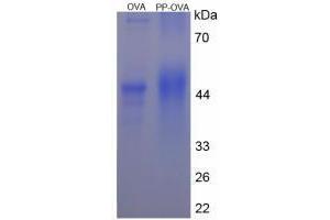 Pancreatic Polypeptide (PPY) peptide (Ovalbumin)