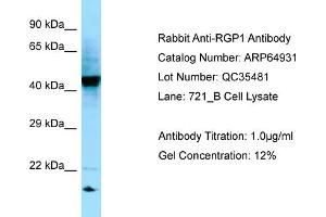 Western Blotting (WB) image for anti-RGP1 Retrograde Golgi Transport Homolog (RGP1) (C-Term) antibody (ABIN2789999) (RGP1 anticorps  (C-Term))