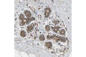 Immunohistochemical staining of human breast with METTL21D polyclonal antibody  shows moderate cytoplasmic positivity in glandular cells at 1:50-1:200 dilution. (Methyltransferase Like 21D (METTL21D) anticorps)