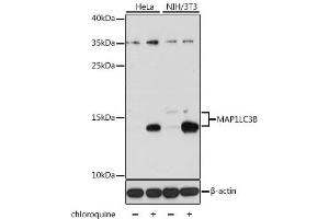 Western blot analysis of extracts of various cell lines, using MAP1LC3B antibody (ABIN6291774) at 1:1000 dilution. (LC3B anticorps)