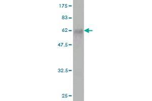 Western Blot detection against Immunogen (58.
