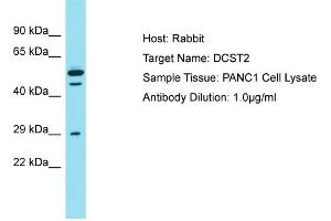Host: Rabbit Target Name: DCST2 Sample Type: PANC1 Whole cell lysates Antibody Dilution: 1. (DCST2 anticorps  (C-Term))