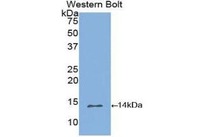Western Blotting (WB) image for anti-Inhibin, beta B (INHBB) (AA 277-391) antibody (ABIN3201616) (INHBB anticorps  (AA 277-391))