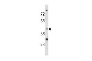 Western blot analysis of CCRN4L antibody (C-term) (ABIN390544 and ABIN2840883) in K562 cell line lysates (35 μg/lane). (CCRN4L anticorps  (C-Term))