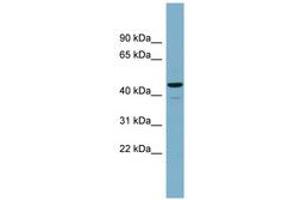 Image no. 1 for anti-Calcium Activated Nucleotidase 1 (CANT1) (AA 143-192) antibody (ABIN6743658) (CANT1 anticorps  (AA 143-192))