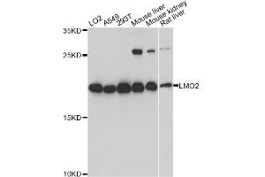 Western blot analysis of extracts of various cell lines, using LMO2 antibody (ABIN1873555) at 1:3000 dilution. (LMO2 anticorps)