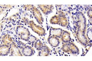 Detection of FGF21 in Porcine Stomach Tissue using Polyclonal Antibody to Fibroblast Growth Factor 21 (FGF21) (FGF21 anticorps  (AA 28-208))